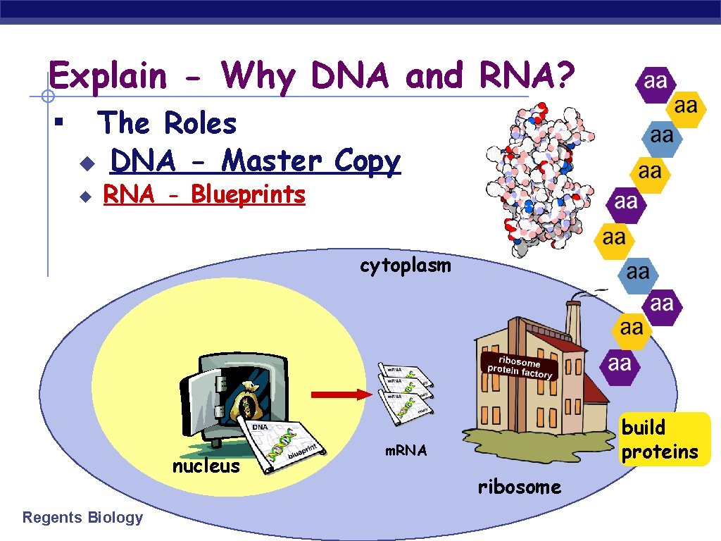 Explain - Why DNA and RNA? ▪ The Roles ◆ ◆ DNA - Master