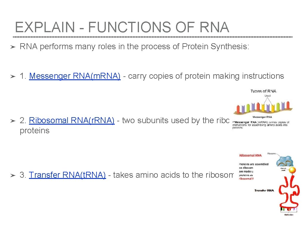 EXPLAIN - FUNCTIONS OF RNA ➤ RNA performs many roles in the process of