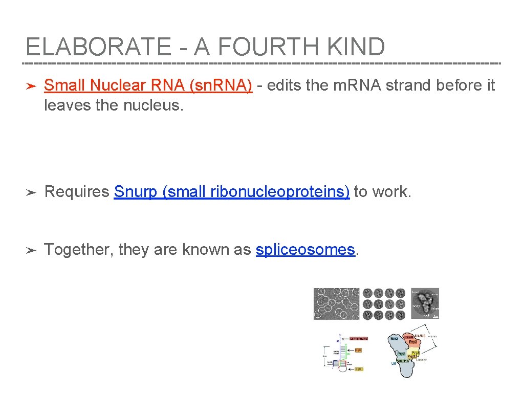 ELABORATE - A FOURTH KIND ➤ Small Nuclear RNA (sn. RNA) - edits the