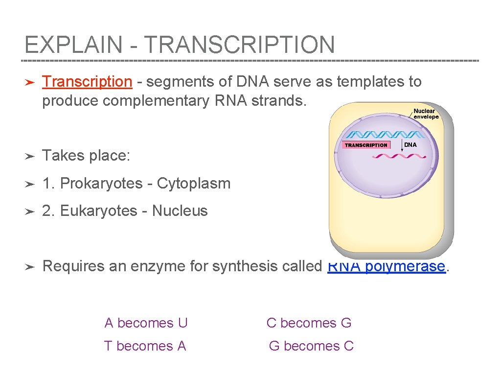 EXPLAIN - TRANSCRIPTION ➤ Transcription - segments of DNA serve as templates to produce