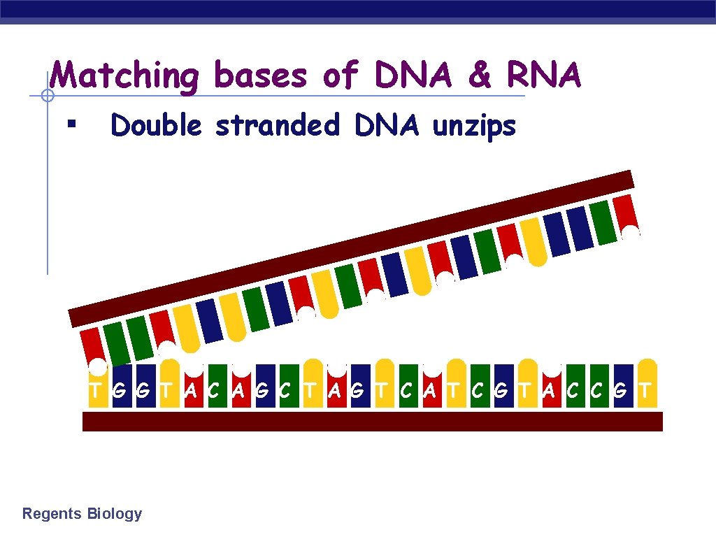 Matching bases of DNA & RNA ▪ Double stranded DNA unzips T G G