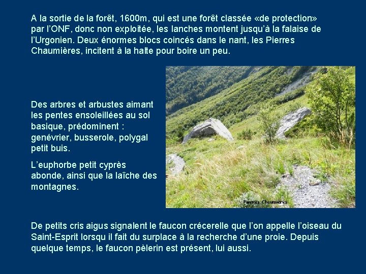 A la sortie de la forêt, 1600 m, qui est une forêt classée «de