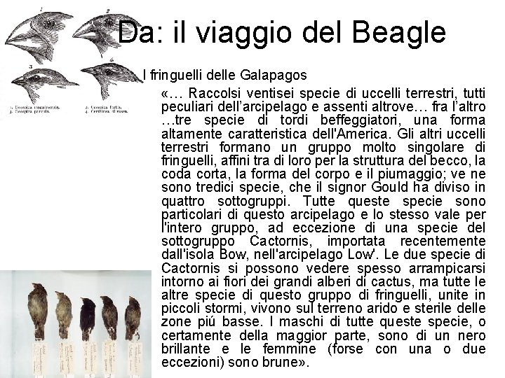 Da: il viaggio del Beagle I fringuelli delle Galapagos «… Raccolsi ventisei specie di