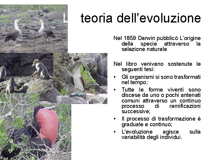 La teoria dell'evoluzione Nel 1859 Darwin pubblicò L’origine della specie attraverso la selezione naturale