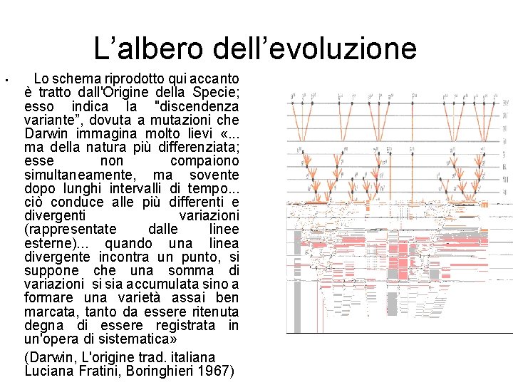 L’albero dell’evoluzione • Lo schema riprodotto qui accanto è tratto dall'Origine della Specie; esso