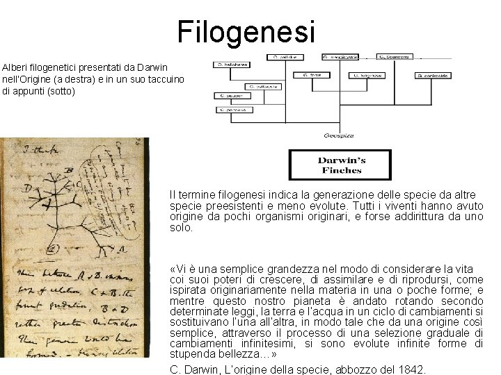 Filogenesi Alberi filogenetici presentati da Darwin nell’Origine (a destra) e in un suo taccuino