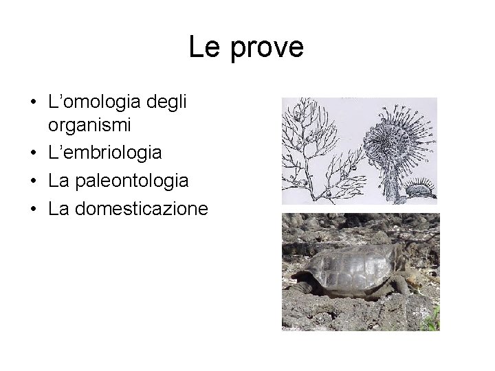 Le prove • L’omologia degli organismi • L’embriologia • La paleontologia • La domesticazione