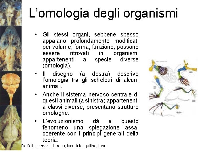 L’omologia degli organismi • Gli stessi organi, sebbene spesso appaiano profondamente modificati per volume,