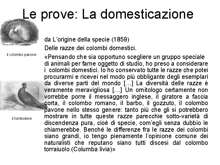 Le prove: La domesticazione il colombo pavone il tomboliere da L’origine della specie (1859)