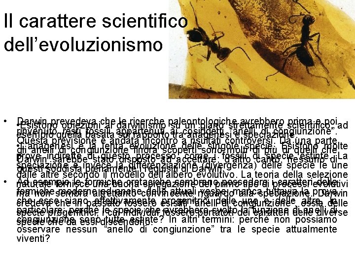 Il carattere scientifico dell’evoluzionismo • • Darwin prevedeva che le ricerche paleontologiche avrebbero prima