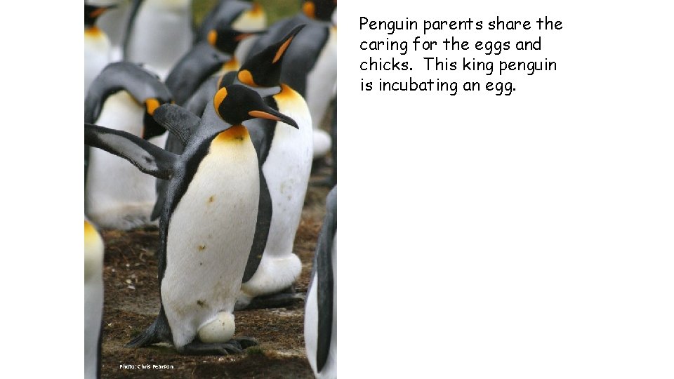 Penguin parents share the caring for the eggs and chicks. This king penguin is