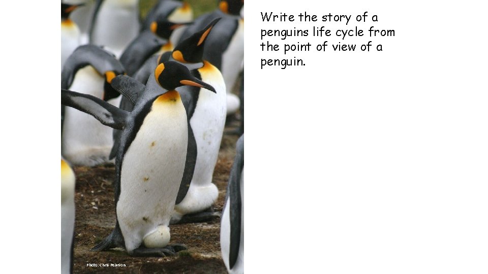 Write the story of a penguins life cycle from the point of view of
