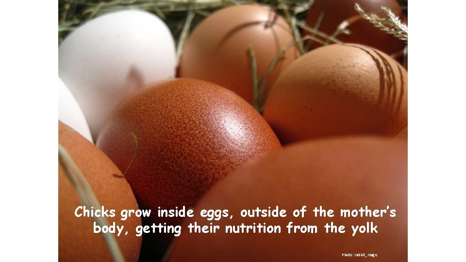 Chicks grow inside eggs, outside of the mother’s body, getting their nutrition from the