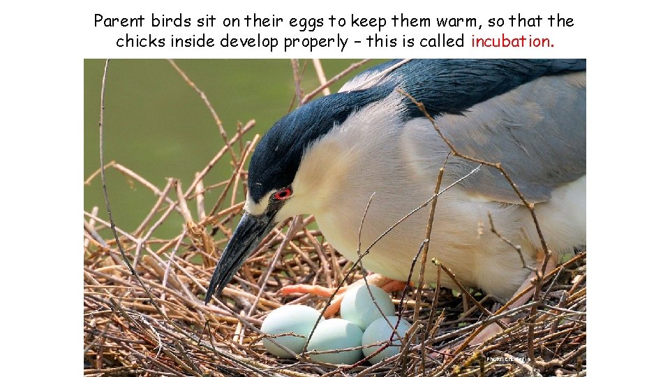 Parent birds sit on their eggs to keep them warm, so that the chicks