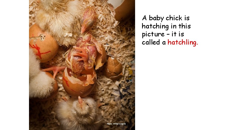 A baby chick is hatching in this picture – it is called a hatchling.