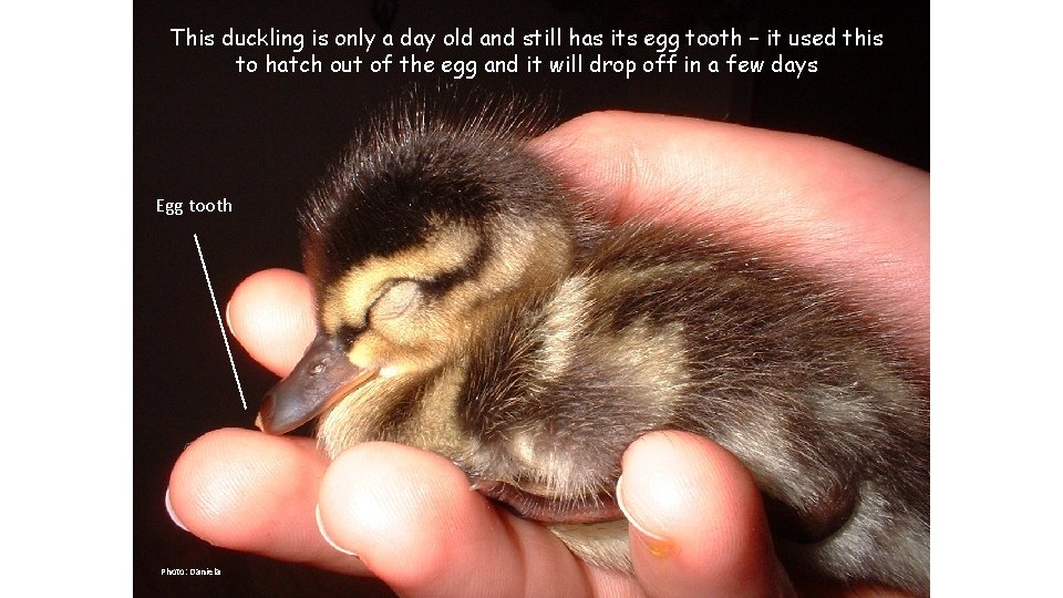 This duckling is only a day old and still has its egg tooth –