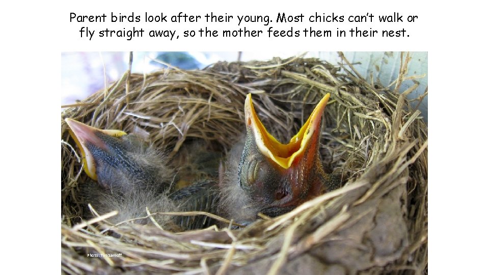 Parent birds look after their young. Most chicks can’t walk or fly straight away,