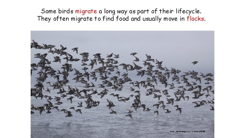 Some birds migrate a long way as part of their lifecycle. They often migrate