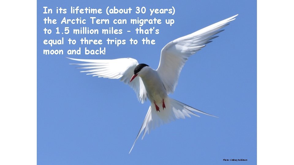 In its lifetime (about 30 years) the Arctic Tern can migrate up to 1.