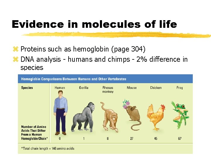 Evidence in molecules of life z Proteins such as hemoglobin (page 304) z DNA