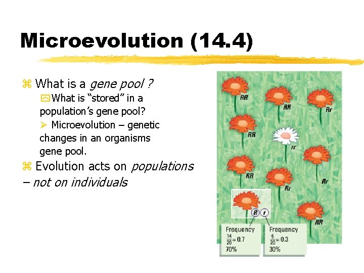 Microevolution (14. 4) z What is a gene pool ? y What is “stored”