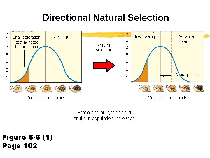 Snail coloration best adapted to conditions Average Natural selection Number of individuals Directional Natural