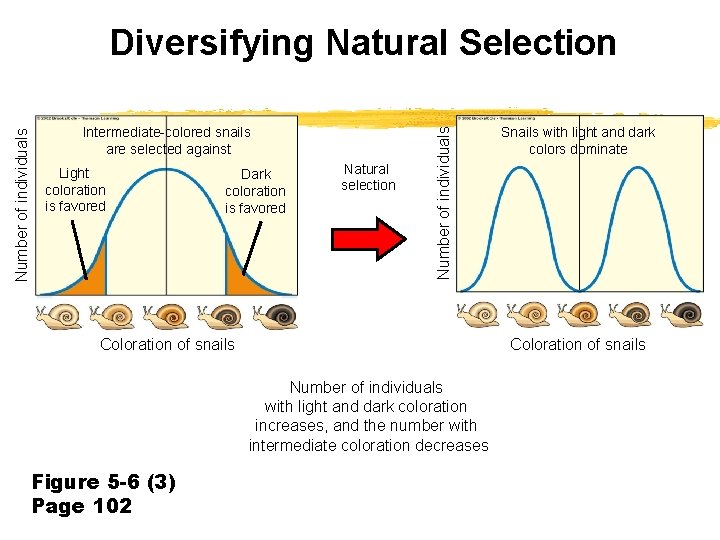 Intermediate-colored snails are selected against Light coloration is favored Dark coloration is favored Natural