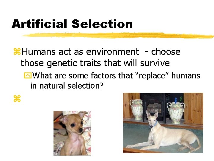 Artificial Selection z. Humans act as environment - choose those genetic traits that will