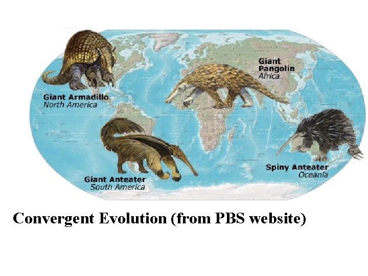 Convergent Evolution (from PBS website) 