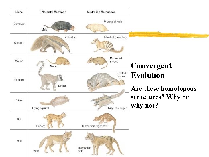 Convergent Evolution Are these homologous structures? Why or why not? 