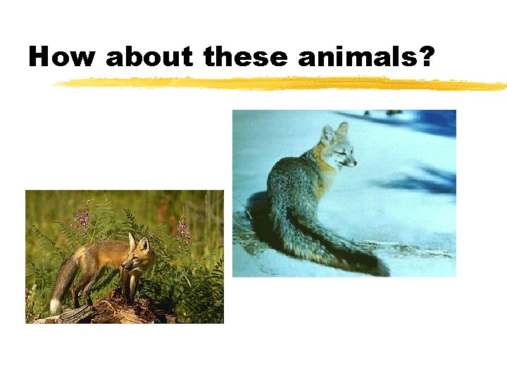 How about these animals? 