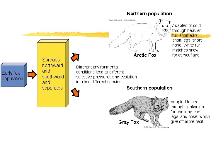 Northern population Early fox population Spreads northward and southward and separates Arctic Fox Adapted