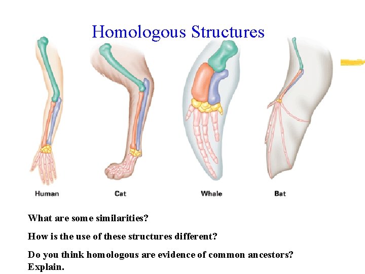 Homologous Structures What are some similarities? How is the use of these structures different?