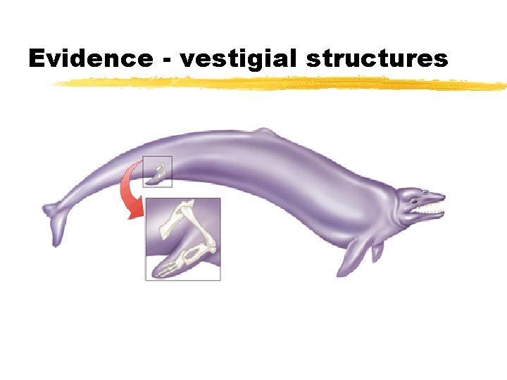 Evidence - vestigial structures 