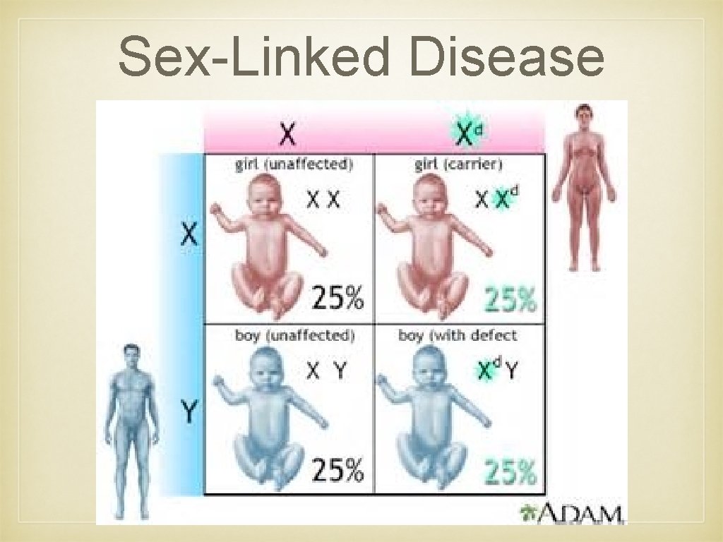 Sex-Linked Disease Sex-Linked Disease