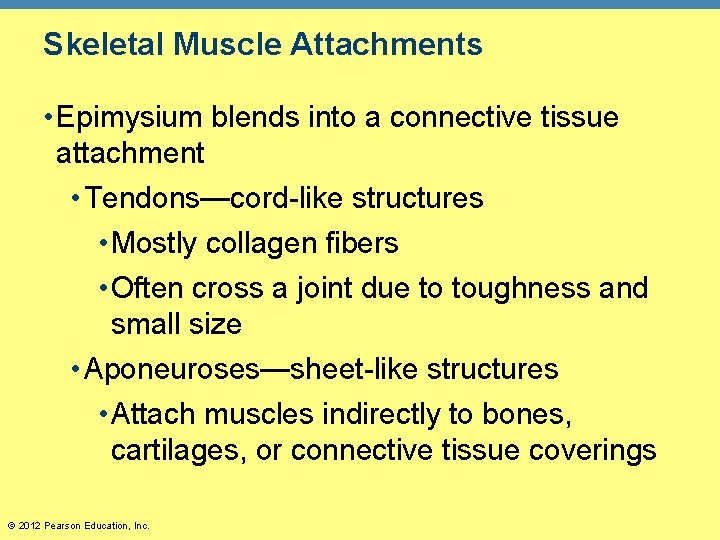 Skeletal Muscle Attachments • Epimysium blends into a connective tissue attachment • Tendons—cord-like structures