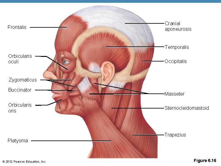 Frontalis Cranial aponeurosis Temporalis Orbicularis oculi Occipitalis Zygomaticus Buccinator Orbicularis oris Masseter Sternocleidomastoid Trapezius