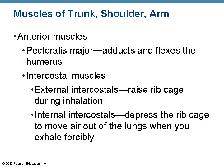 Muscles of Trunk, Shoulder, Arm • Anterior muscles • Pectoralis major—adducts and flexes the