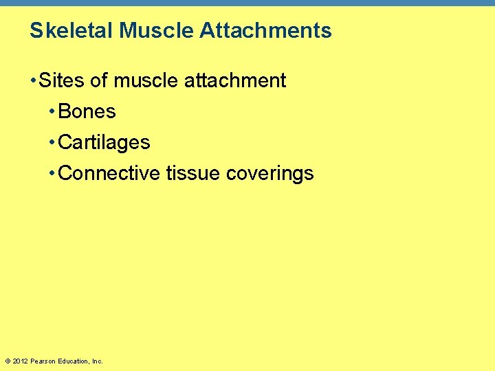 Skeletal Muscle Attachments • Sites of muscle attachment • Bones • Cartilages • Connective