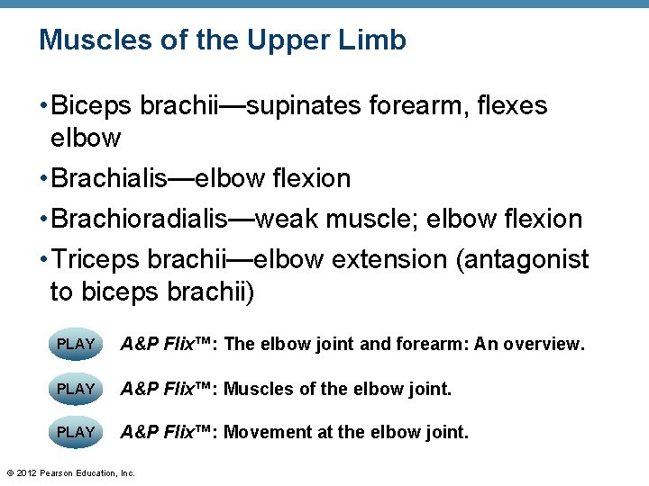 Muscles of the Upper Limb • Biceps brachii—supinates forearm, flexes elbow • Brachialis—elbow flexion