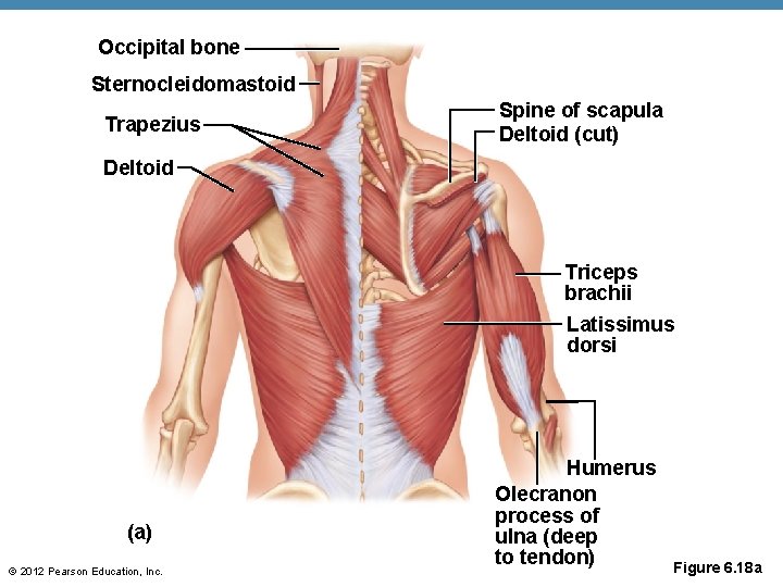 Occipital bone Sternocleidomastoid Trapezius Spine of scapula Deltoid (cut) Deltoid Triceps brachii Latissimus dorsi