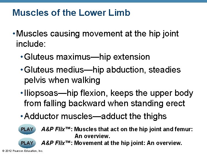 Muscles of the Lower Limb • Muscles causing movement at the hip joint include: