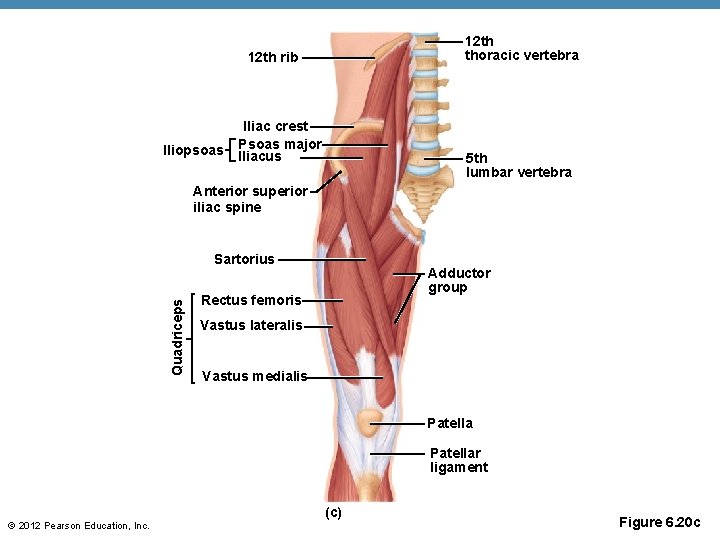 12 th thoracic vertebra 12 th rib lliopsoas Iliac crest Psoas major lliacus 5