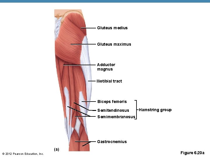 Gluteus medius Gluteus maximus Adductor magnus Iliotibial tract Biceps femoris Semitendinosus Hamstring group Semimembranosus