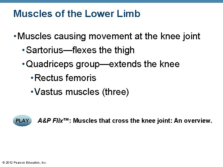 Muscles of the Lower Limb • Muscles causing movement at the knee joint •