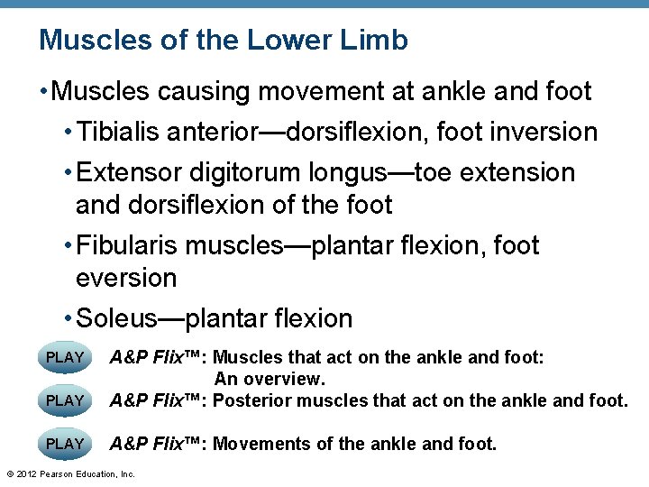 Muscles of the Lower Limb • Muscles causing movement at ankle and foot •