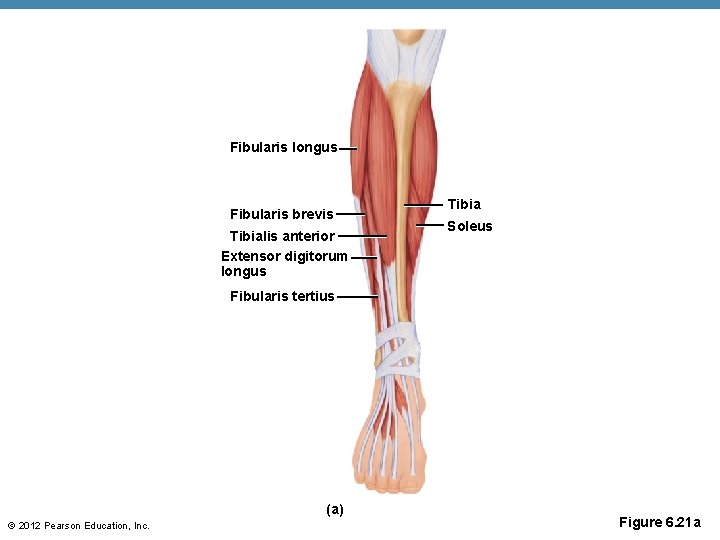 Fibularis longus Fibularis brevis Tibialis anterior Extensor digitorum longus Tibia Soleus Fibularis tertius (a)