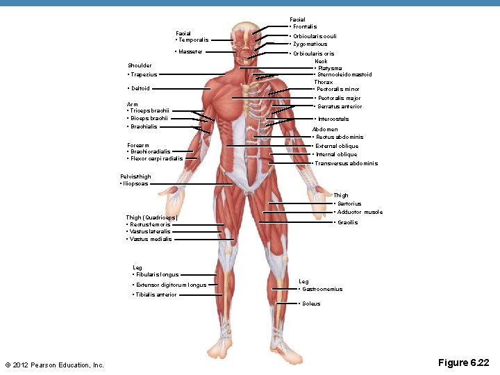 Facial • Frontalis Facial • Temporalis • Masseter Shoulder • Trapezius • Deltoid Arm