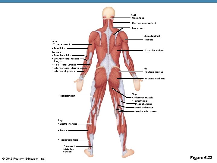 Neck • Occipitalis • Sternocleidomastoid • Trapezius Arm • Triceps brachii • Brachialis Forearm