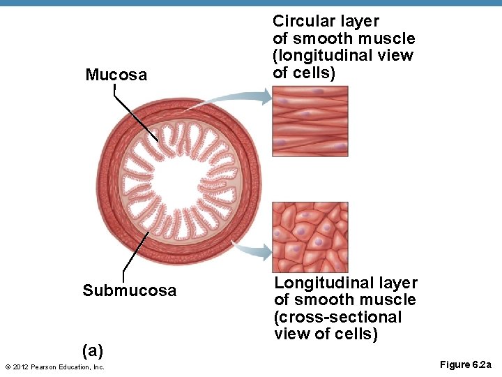 Mucosa Submucosa (a) © 2012 Pearson Education, Inc. Circular layer of smooth muscle (longitudinal